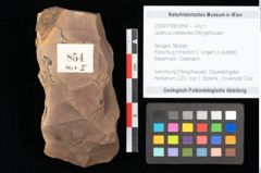 Foto (Objekt + Etikett) von Quercus palaeoilex Ettingshausen (NHMW-GEO-2024-0188-0854)